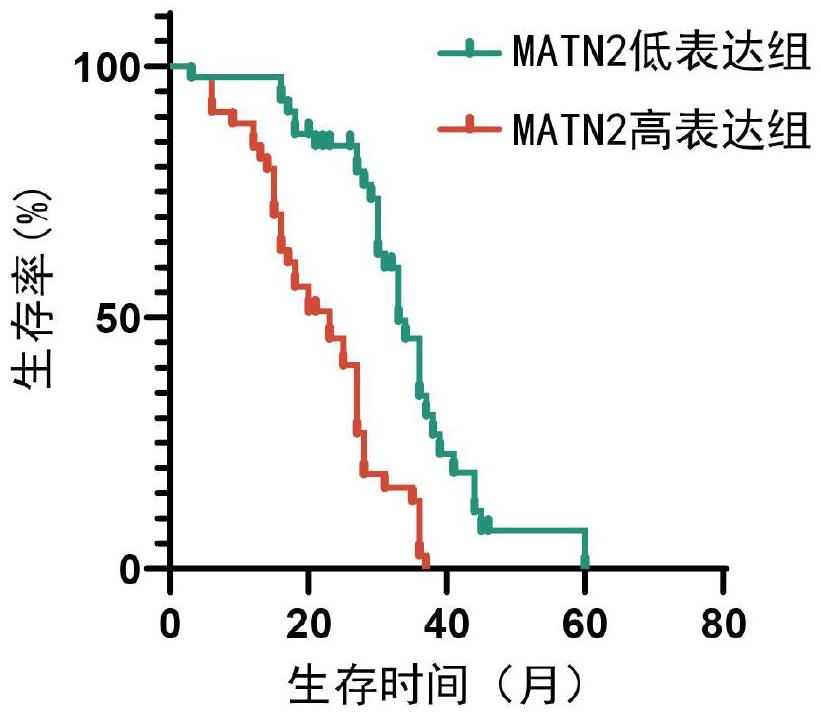 一种预测非小细胞肺癌预后及贝伐珠单抗治疗效果的生物标志物及其应用