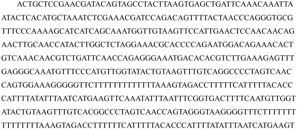 与禾花鲤生长性状相关的分子标记及应用的制作方法