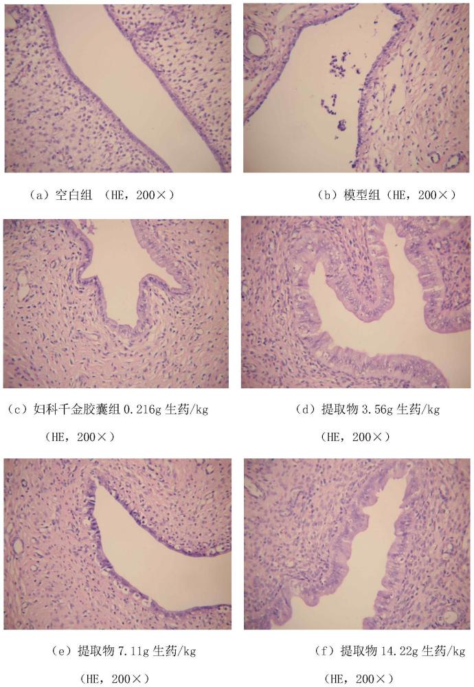 一种中药组合物及其制备方法和应用与流程