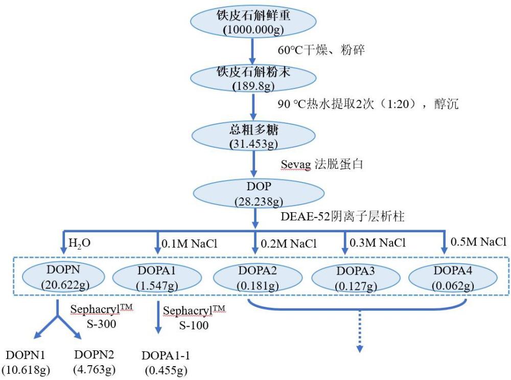 铁皮石斛多糖在制备小胶质细胞免疫调节剂中的应用