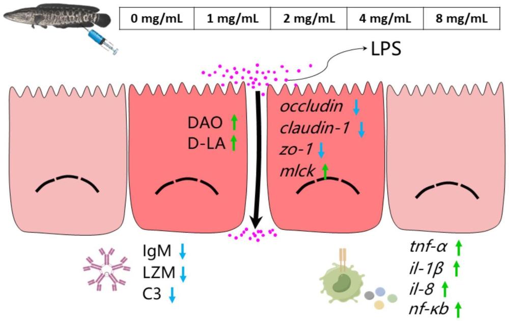 一种脂多糖诱导的乌鳢肠漏模型的构建方法和应用