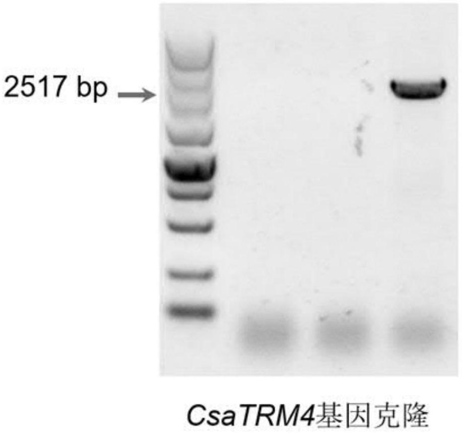 一种黄瓜CsaTRM4基因在促进南瓜CmoCK1砧穗间长距离运输的应用