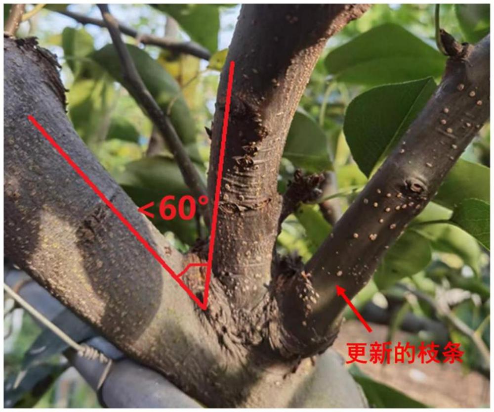 一种促进梨树结果枝固定角度原位更新的方法