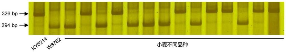 用于小麦穗长和小穗密度性状鉴定的分子标记及其应用