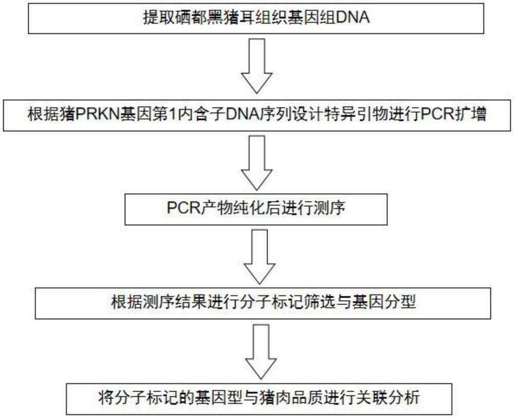 猪PRKN基因第一内含子中的分子标记、引物、试剂盒、方法及应用