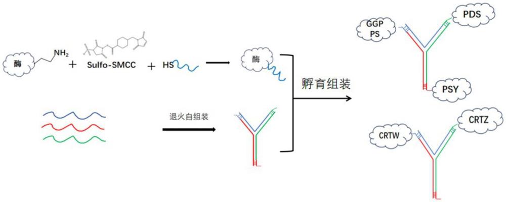 一种利用DNA折纸技术组装合成虾青素的方法