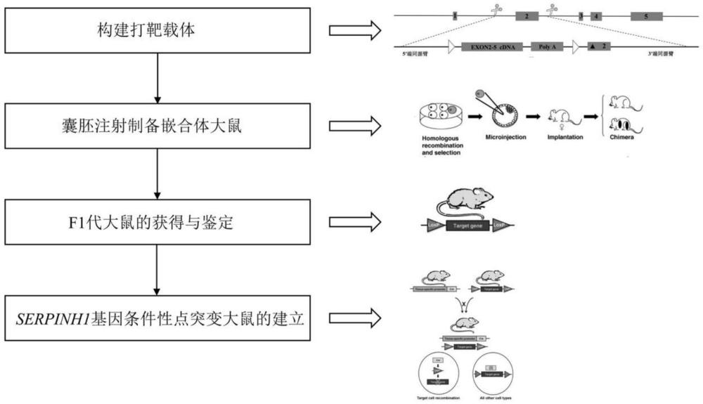 SERPINH1基因条件性点突变动物模型的构建方法