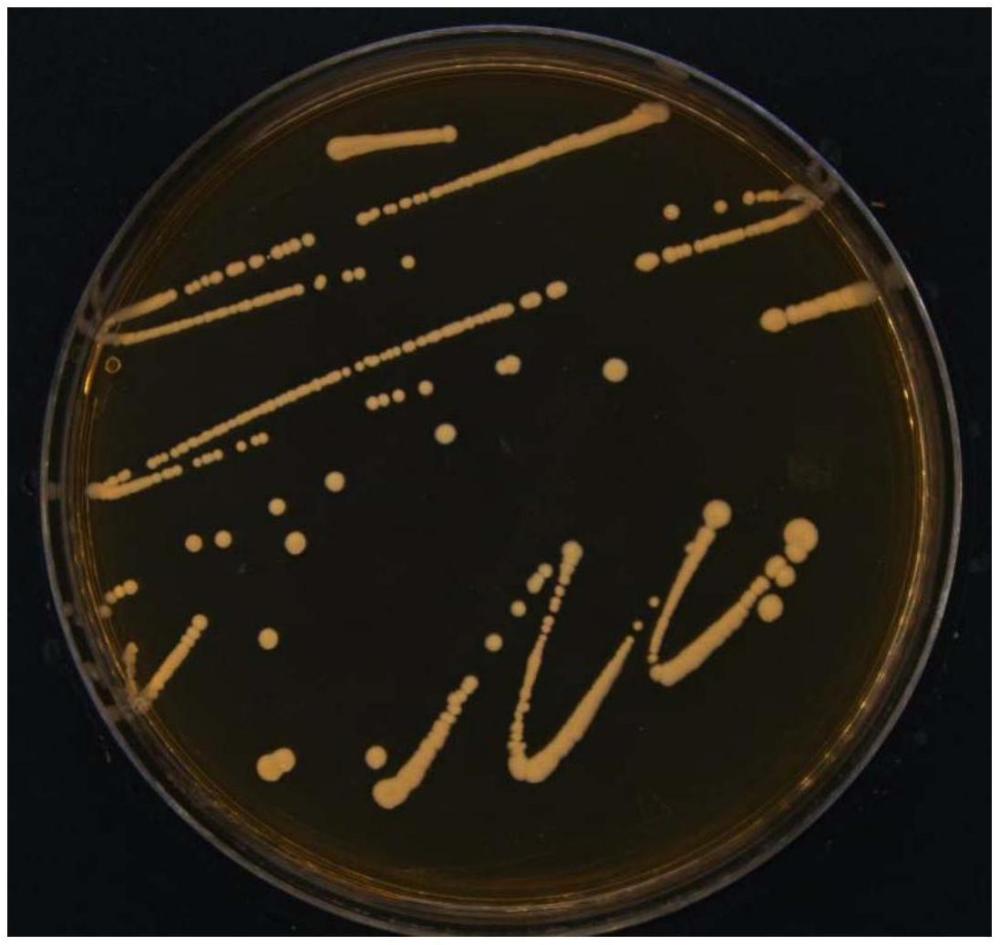 一株植物乳植杆菌及其在银耳发酵饮料中的应用