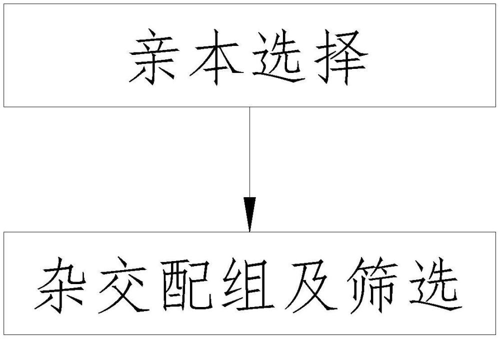 一种高直链淀粉含量软胶稠度黑米两系不育系的选育方法与流程