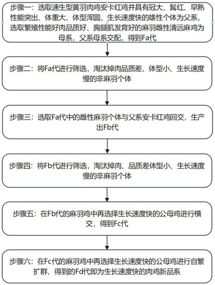 一种提高肉鸡生长速度的育种方法与流程