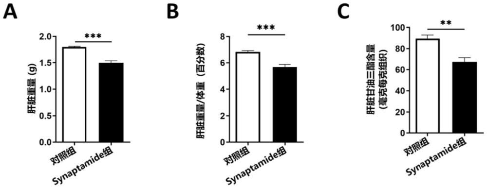 Synaptamide在治疗代谢相关脂肪性肝炎中的应用的制作方法