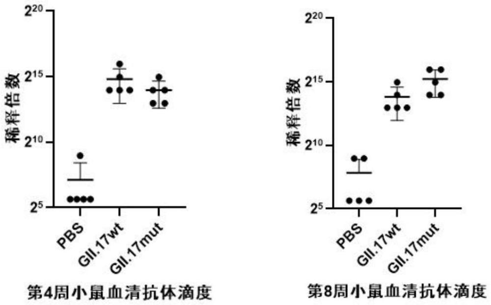 一种诺如病毒GII.17型病毒样颗粒及其制备方法与应用