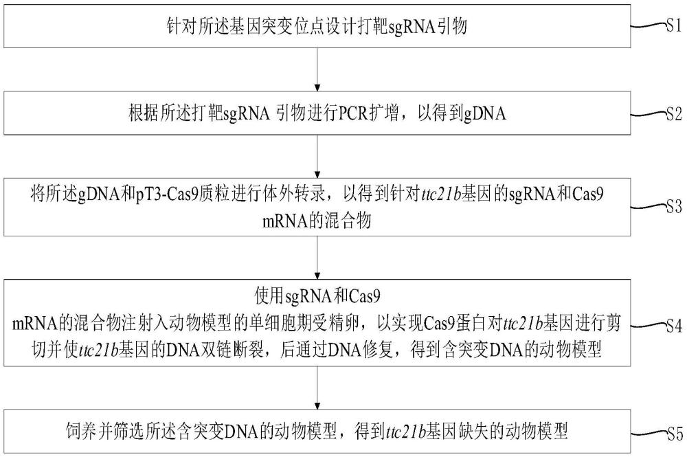 一种ttc21b基因突变位点及其应用