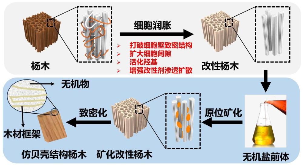 一种高性能仿贝壳结构木材及其制备方法