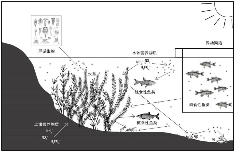 一种基于清水生态池塘的鳜鱼的饲料驯化方法与流程