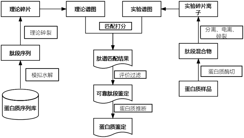 一种基于雌激素受体-表观遗传因子互作网络的乳腺癌蛋白标志物筛选方法