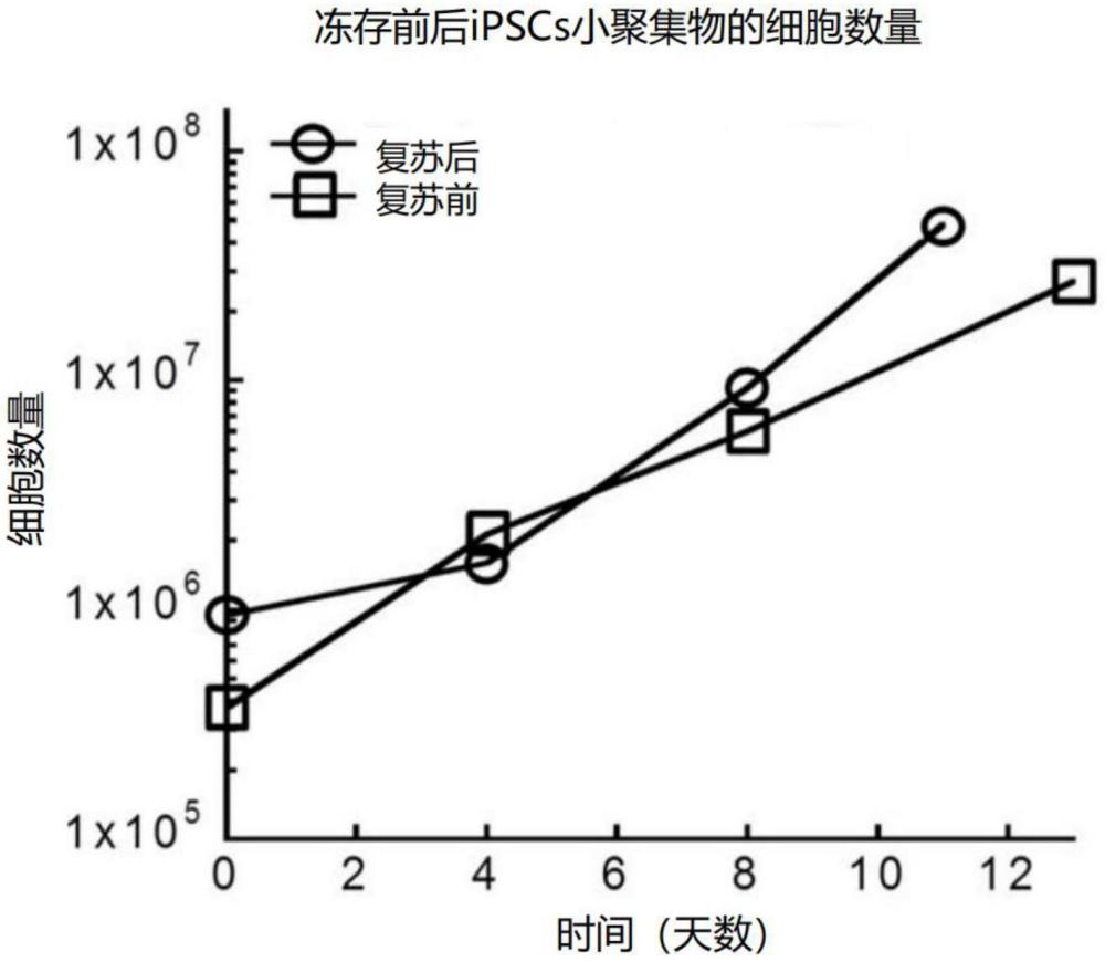 一种用于大规模培养的诱导性多能干细胞的冻存液及其制备方法与流程