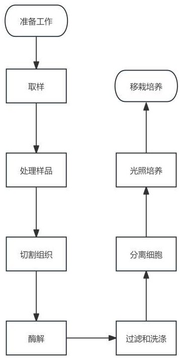 一种山桐子细胞悬浮培养育苗方法与流程