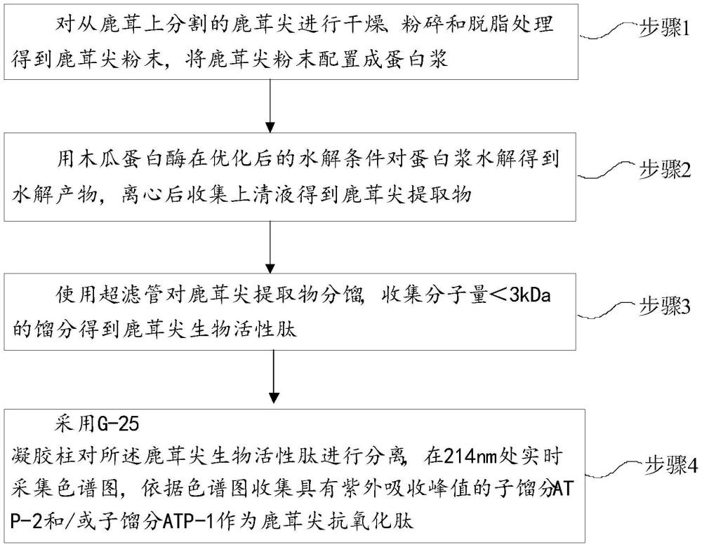 来源于鹿茸尖的抗氧化肽、生物活性肽及制备方法和应用与流程