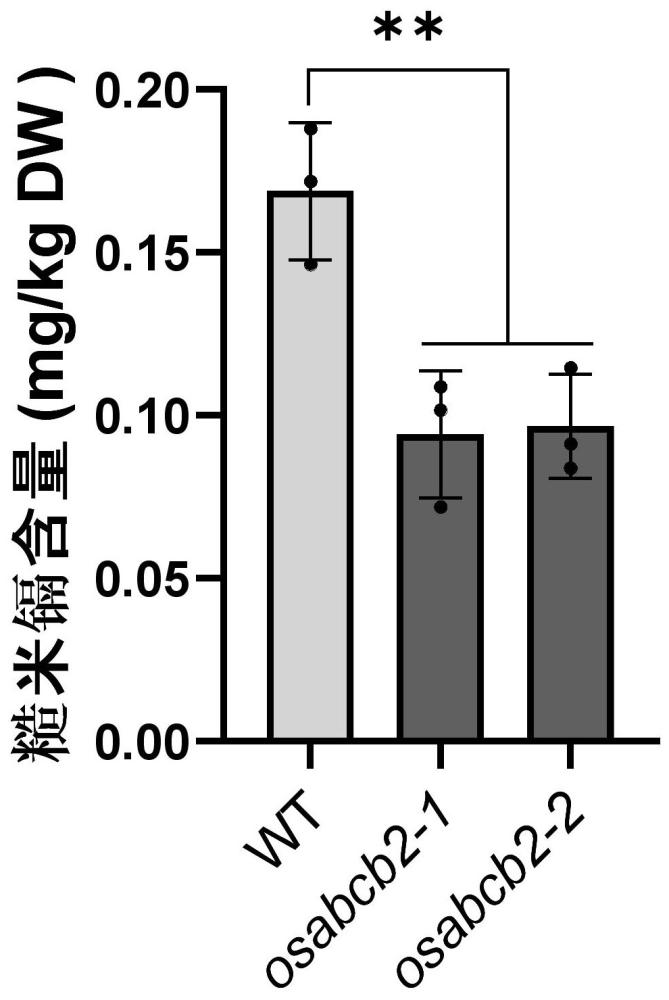 水稻OsABCB2基因的突变序列及其在调控稻米镉积累方面的方法和应用