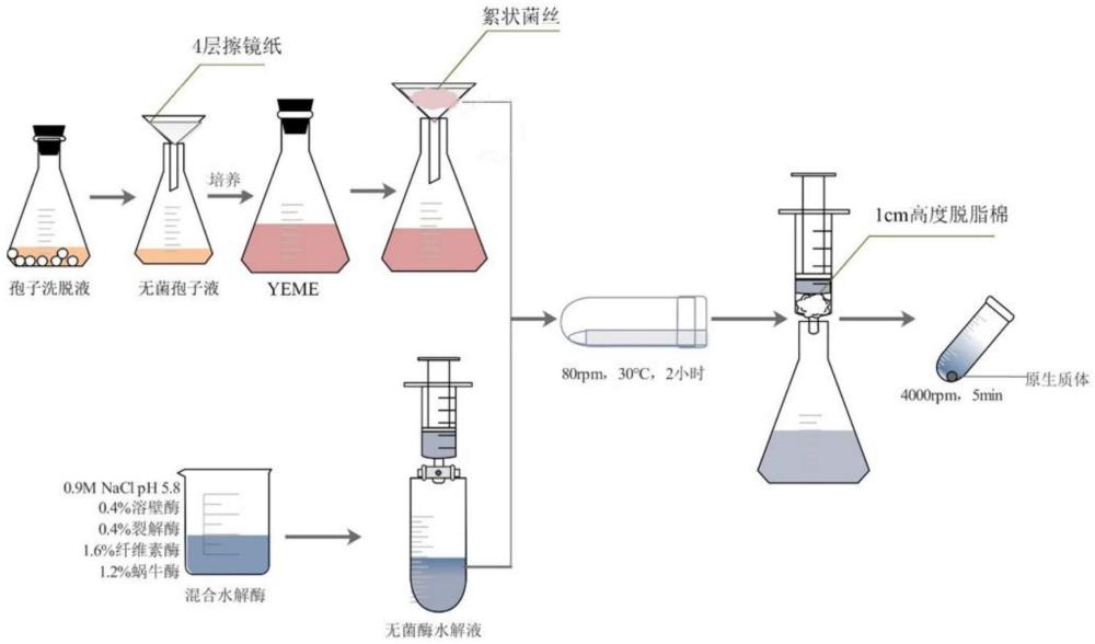 丛毛红曲菌突变菌株在发酵生产功能活性物质中的应用