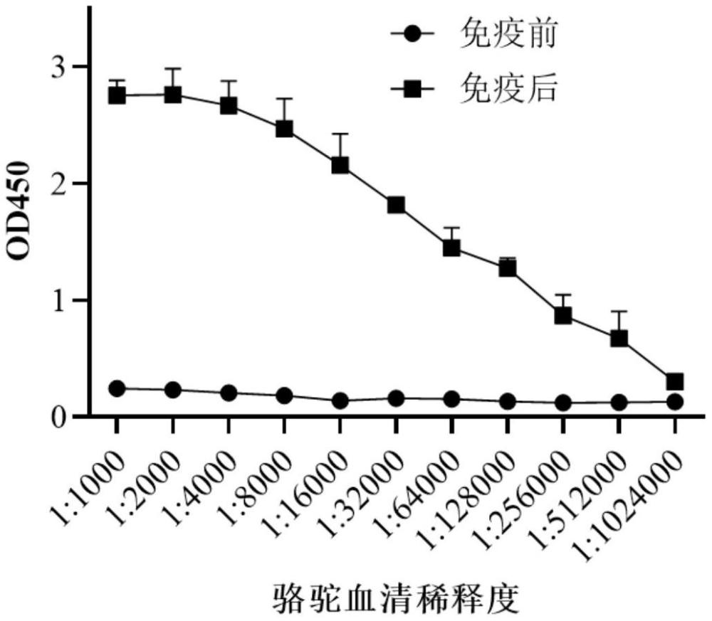 靶向人DLL3的嵌合抗原受体T细胞及其应用