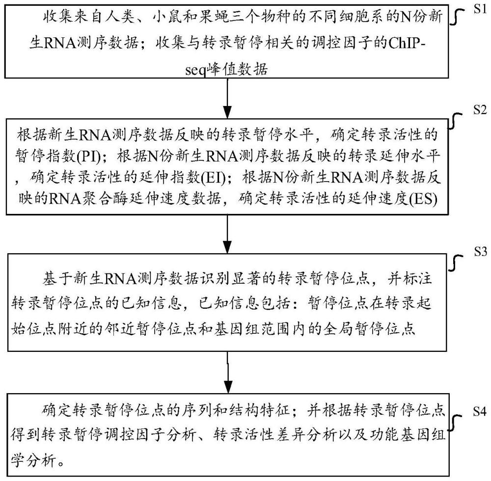 细胞特异性转录暂停位点的分析方法、系统及存储介质