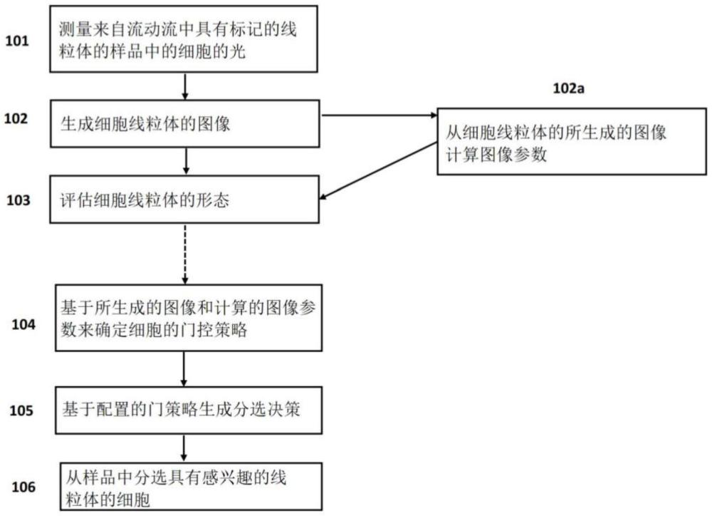 用于评估细胞线粒体形态的方法及其系统与流程