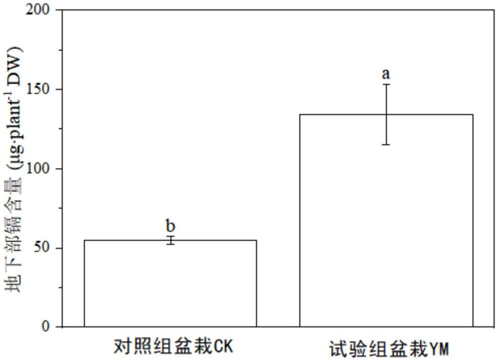 一种在植物根系中固化镉离子的复合有机肥料及应用的制作方法