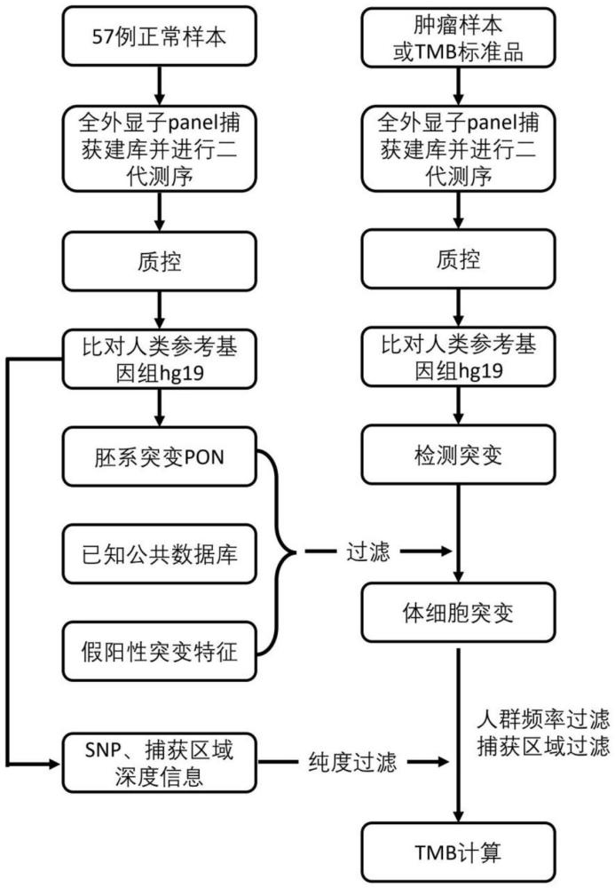 一种基于高通量测序的肿瘤单样本体细胞突变判别及单样本肿瘤突变负荷检测方法与流程