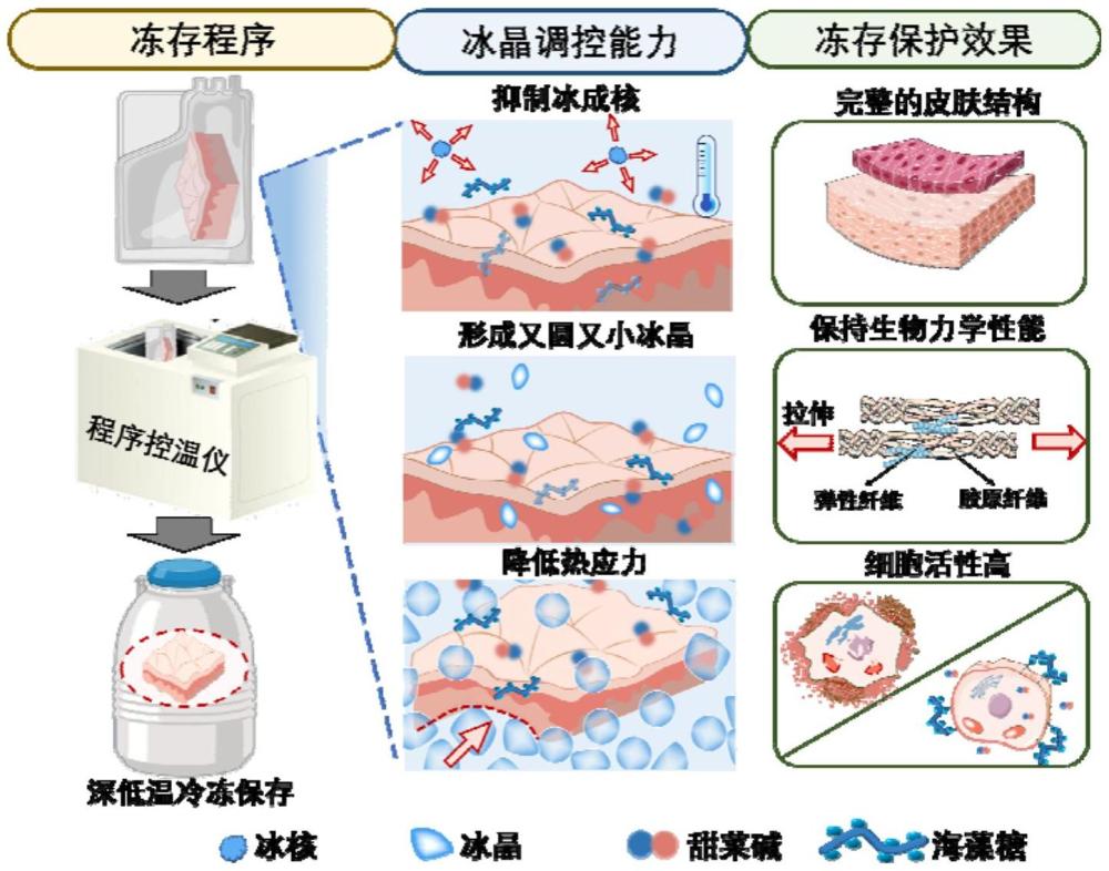 冻存保护剂及其制备方法和应用以及皮肤的冻存方法