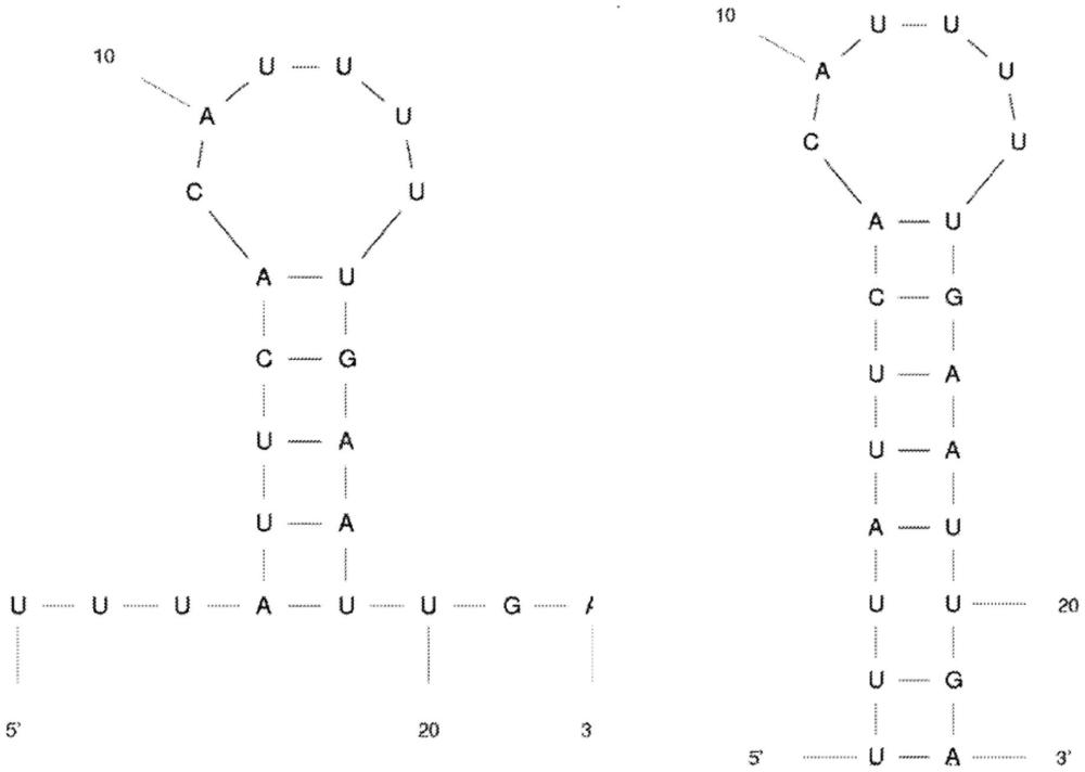 转铁蛋白受体(TfR)的RNA适体的制作方法