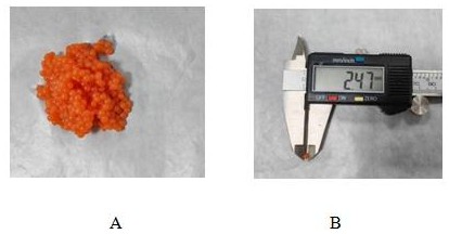 一种具有降血脂作用的人工鱼籽及其制备方法与流程