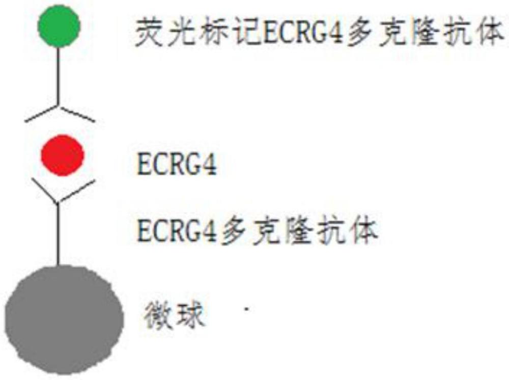 一种人ECRG4免疫微球检测试剂盒的制作方法