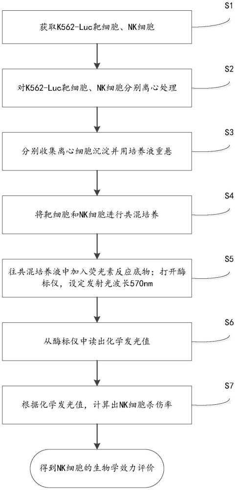 一种利用荧光检测及效靶比评价NK细胞生物学效力的方法与流程