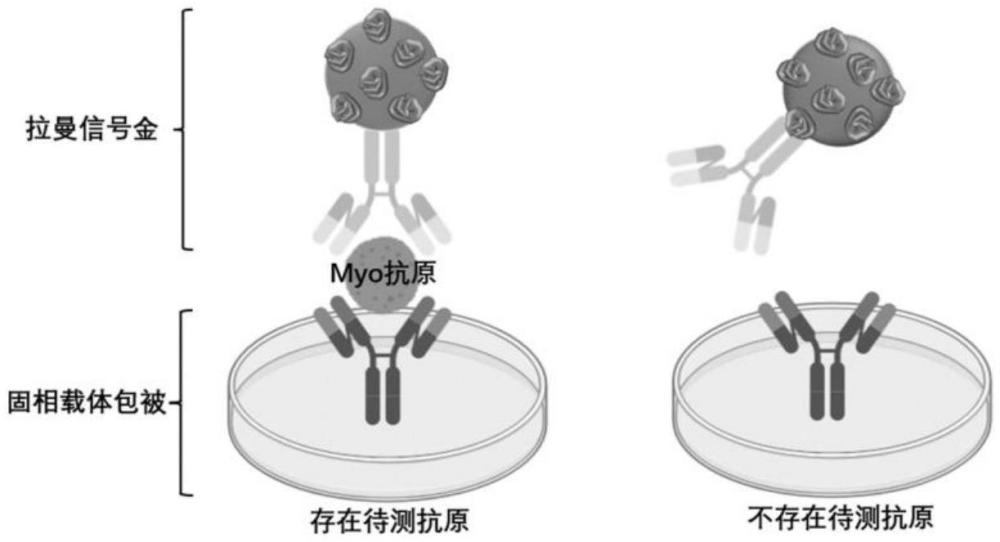 一种结合ELISA和SERS的Myo抗原检测方法