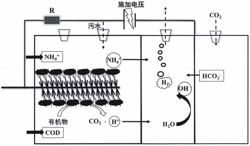 基于微生物电解池的高氨氮污水处理及碳氮资源回收方法