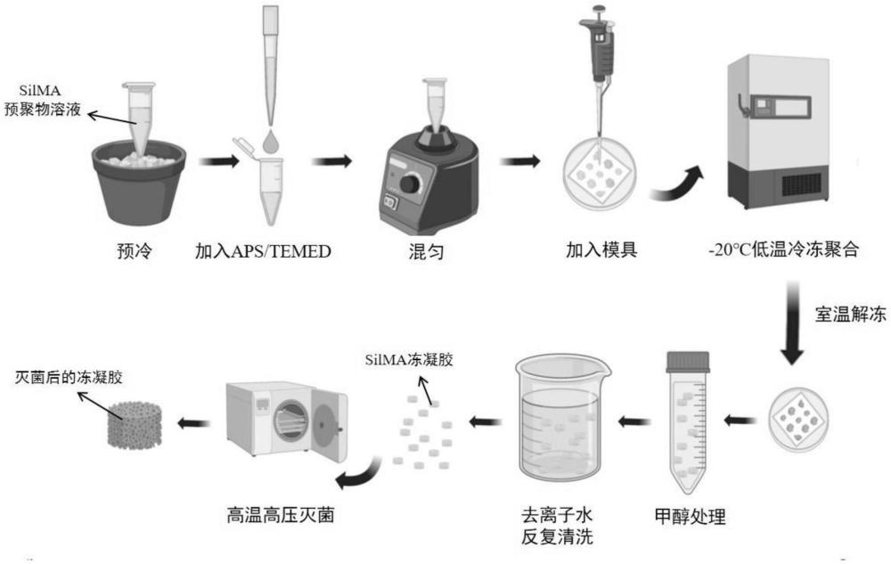 一种用于细胞三维培养和无酶收获的冻凝胶制备方法及细胞培养方法