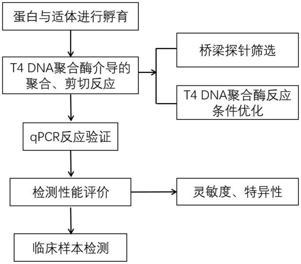 一种免洗的蛋白标志物免疫PCR检测方法