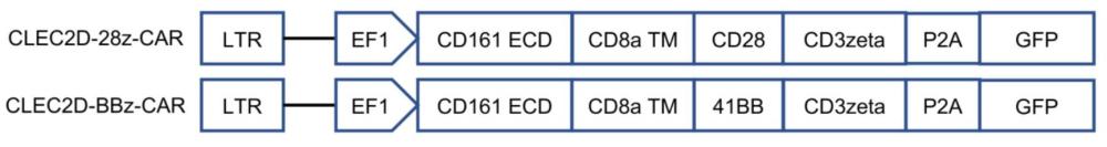 靶向CLEC2D的CAR及其应用