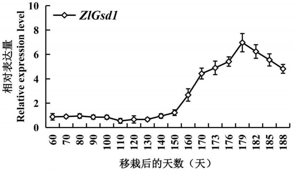 ZlGsd1蛋白及其编码基因在调控茭白孕茭中的应用