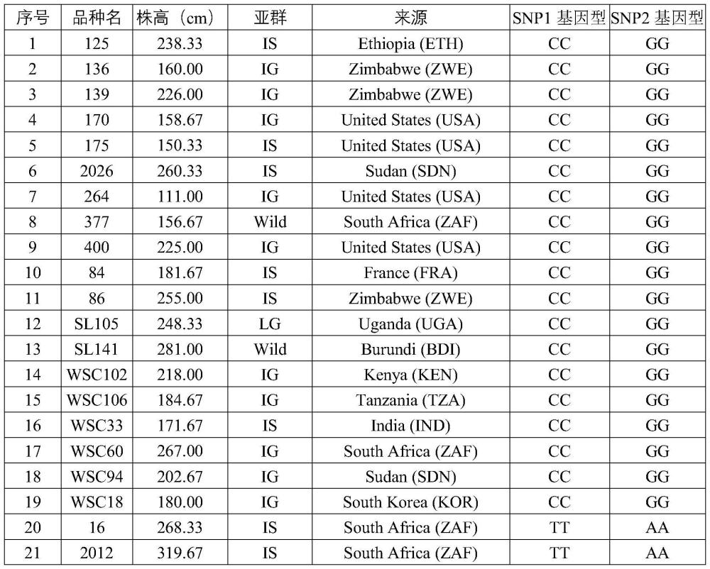 与高粱株高相关的分子标记SbPH1及其应用