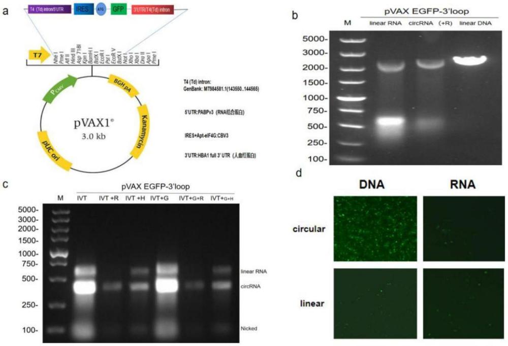 一种基于重组MS2病毒样颗粒递送的HPV-16E7circRNA疫苗