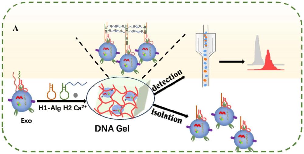 基于DNA水凝胶分离和检测肿瘤来源外泌体的试剂盒及其应用