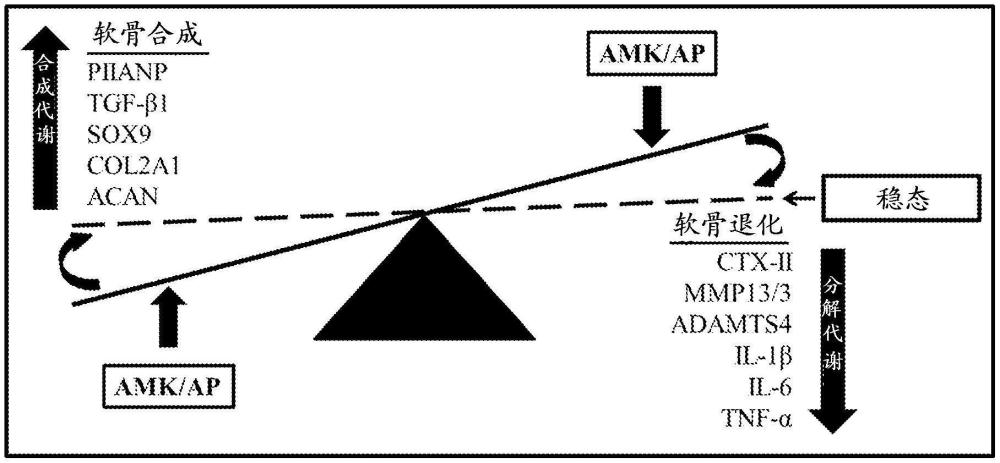 用于改进关节健康和治疗关节炎的包含山姜属和其它植物提取物的组合物的制作方法