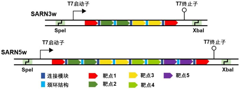 一种含小干扰RNA的核酸纳米颗粒、制备方法及其应用