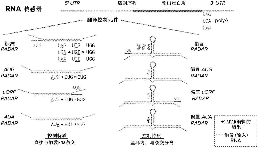 利用ADAR编辑用于感知响应应用的活细胞中的RNA传感器