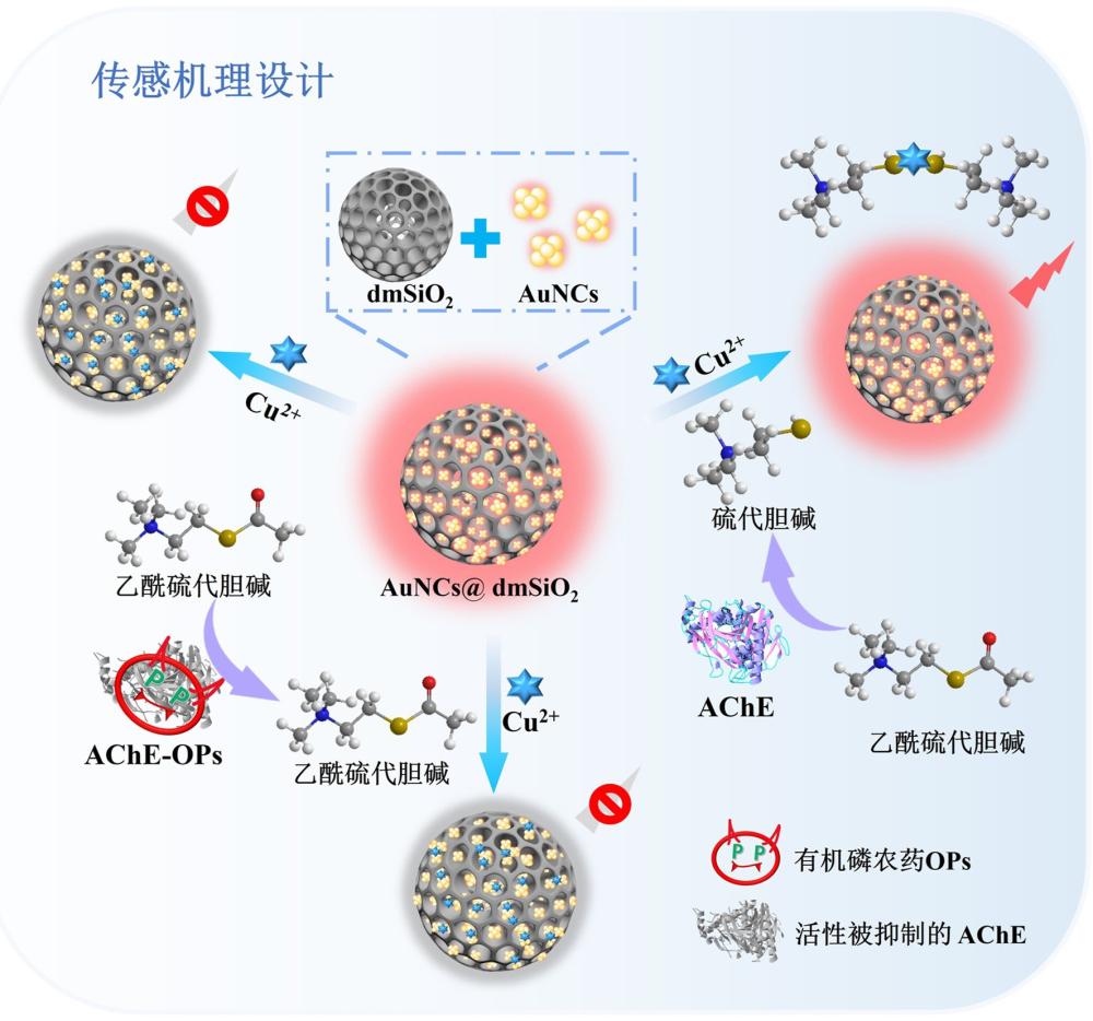 AuNCs@dmSiO2复合材料在有机磷农药对氧磷检测中的应用的制作方法