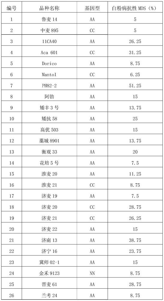 小麦白粉病抗性QTL的分子标记及其应用