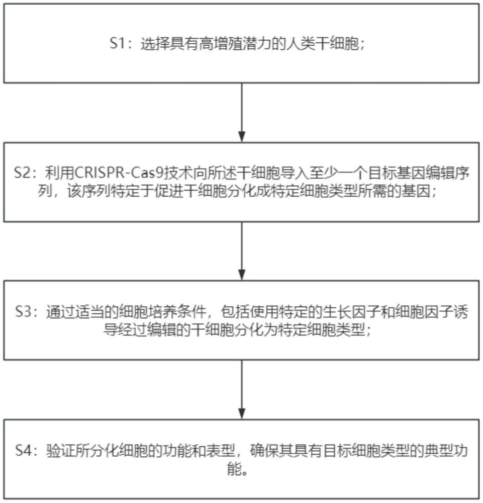 一种用于干细胞定向分化的基因编辑技术